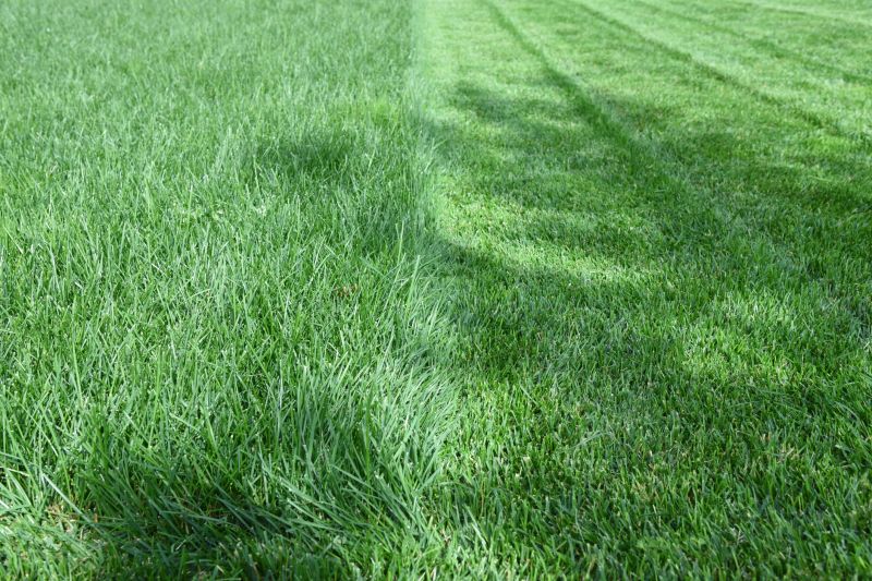 Mowed Field with Clear Boundaries