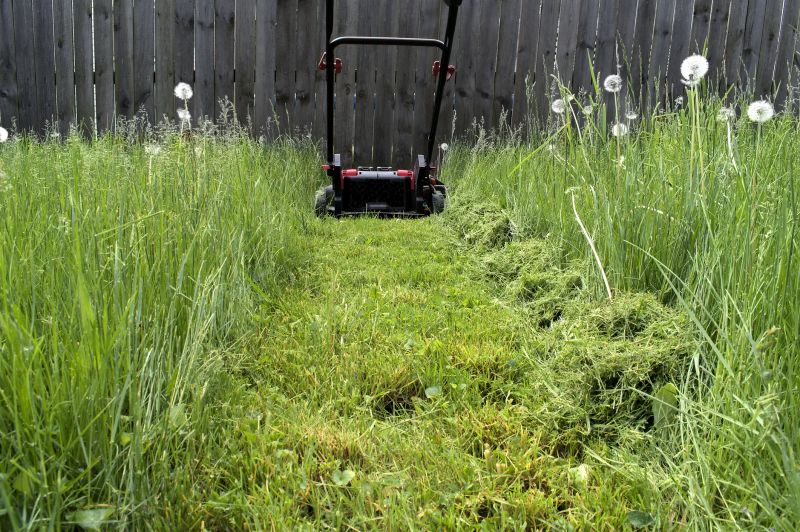Overgrown Field Before Mowing